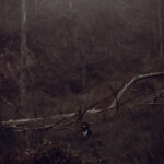 track-artwork